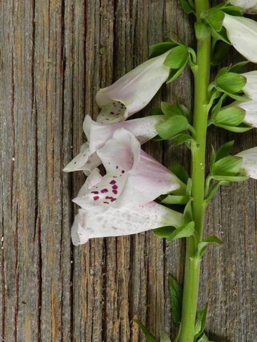 FOX GLOVE PINK NOVELTY